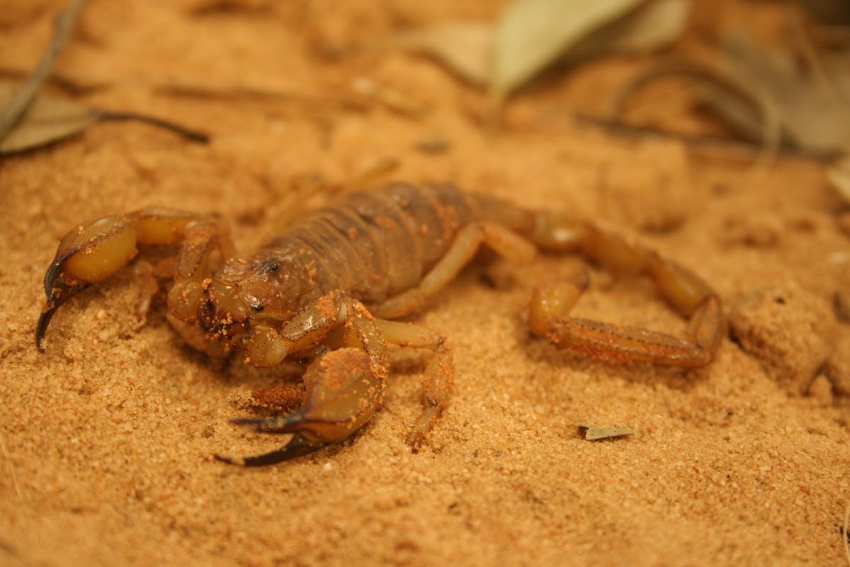 Inland robust scorpion