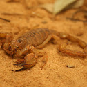 Inland robust scorpion