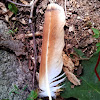 Red-tailed Hawk feather