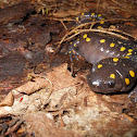 Yellow Spotted Salamander
