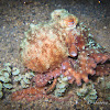 Starry Night Octopus