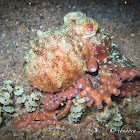 Starry Night Octopus