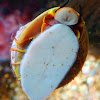 Wavy turban snail