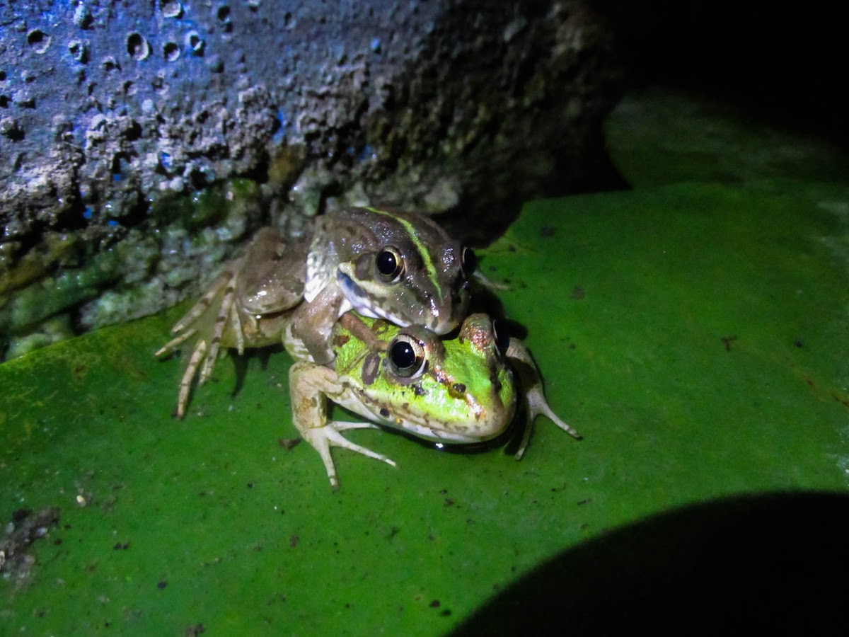 Perez's frog amplexus and eggs