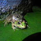 Perez's frog amplexus and eggs