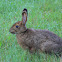 Eastern Cottontail