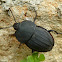 Carrion Beetle / Flachstreifiger Aaskäfer