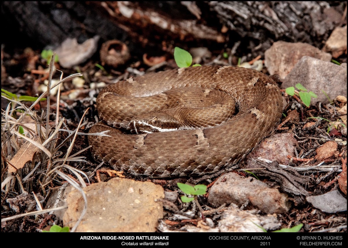 Arizona Ridgenosed Rattlesnake