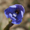 Spotted Sun-orchid