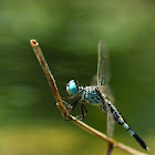Asian Pintail (錐腹蜻)