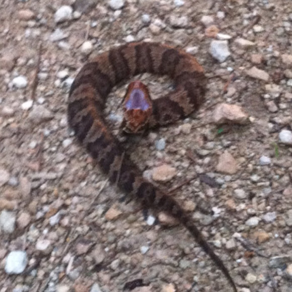 Eastern Cottonmouth Project Noah