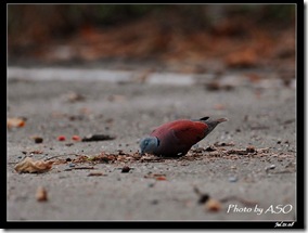 紅鳩(2008-07-21壽豐山邊路)0837