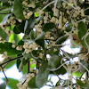 Oak mistletoe fruit