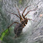 Grass Spider, female