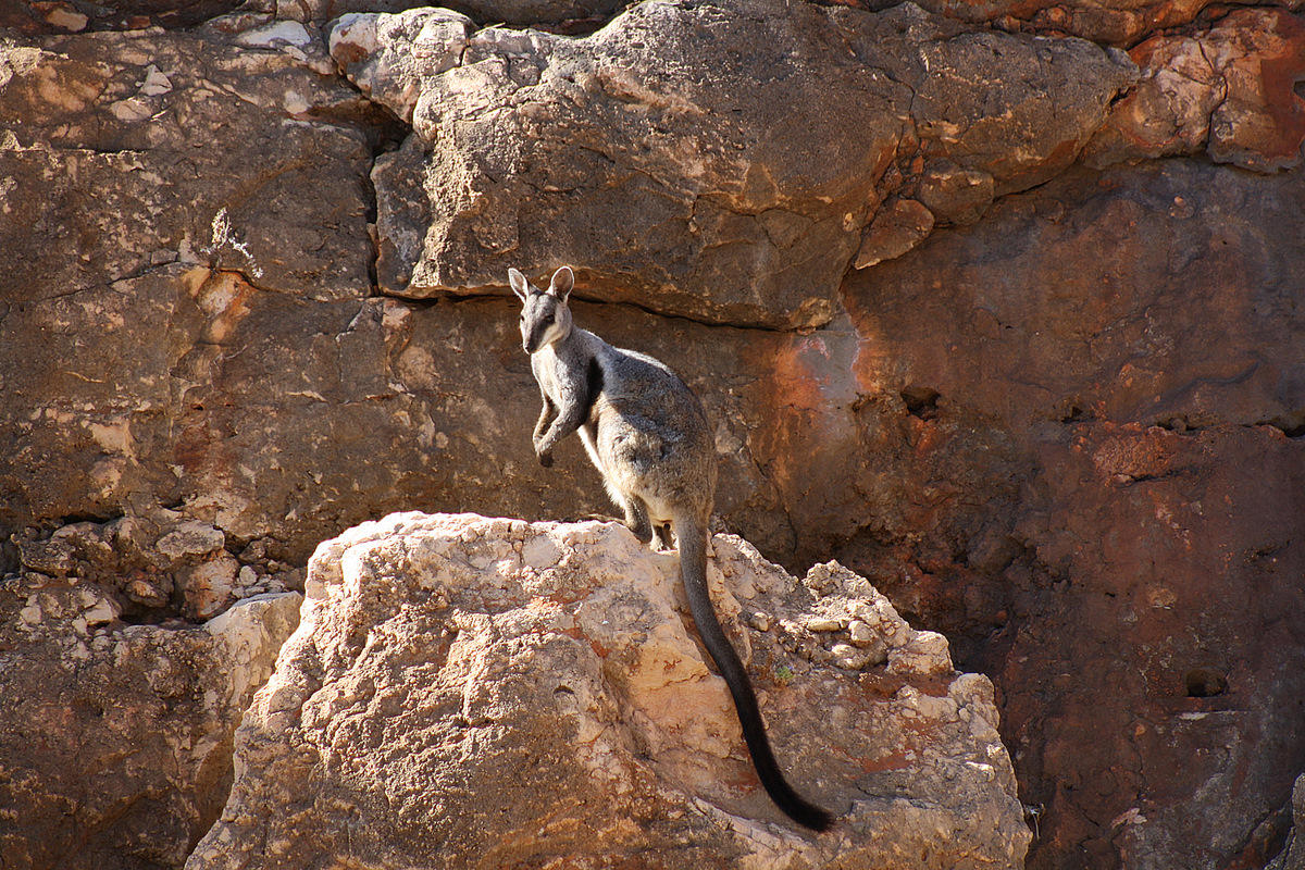 Black-flanked Rock-Wallaby
