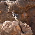 Black-flanked Rock-Wallaby