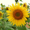 Sunflower/Girassol