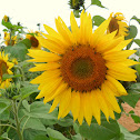 Sunflower/Girassol