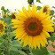Sunflower/Girassol