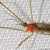 Crane Fly with Mites
