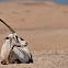 Arabian Oryx