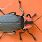 Firefly/Glow Worm Beetle