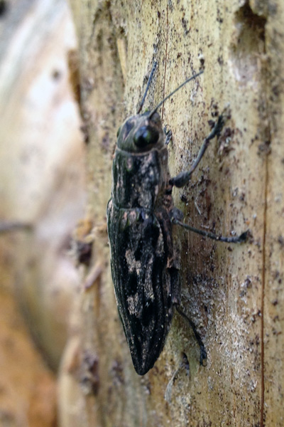 Metallic wood boring beetle