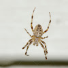 Garden Spider-Cross Spider