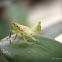 Nymph Leafhopper