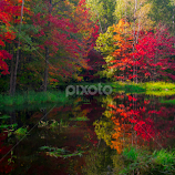 Fall Trees near Spider Lake by Gary Hanson -  