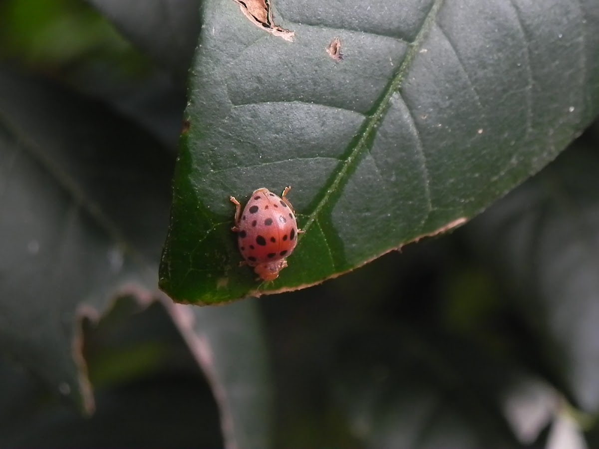 Twenty-eight Spot Ladybird