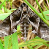 Anchemola Sphinx Moth