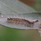Hatted caterpillar