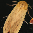 ISABELLA TIGER MOTH