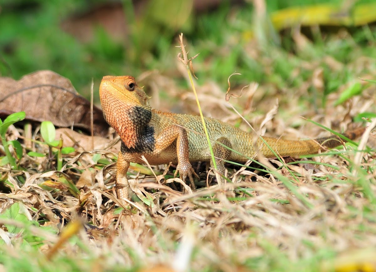 Changeable Lizard (or Oriental Garden Lizard) 