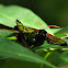 Perbosci Wasp Moth
