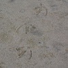 Gull tracks