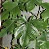Fiddle Leaf Philodendron