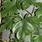 Fiddle Leaf Philodendron
