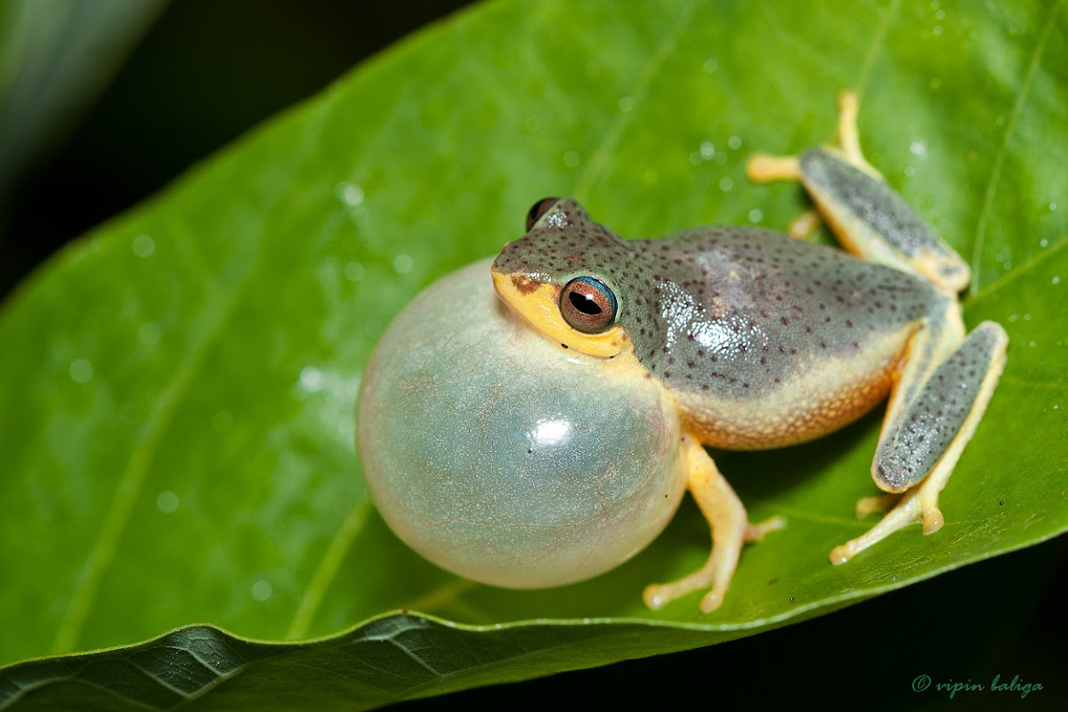 Rough-skinned Bush Frog