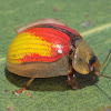 Golden leaf Beetle