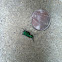 Six-spotted tiger beetle