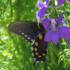 Pipevine Swallowtail