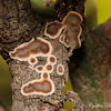Crust Fungi