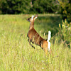 White-tailed Deer