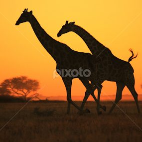 Giraffe run - Golden Freedom by Dries Alberts - Animals Other Mammals