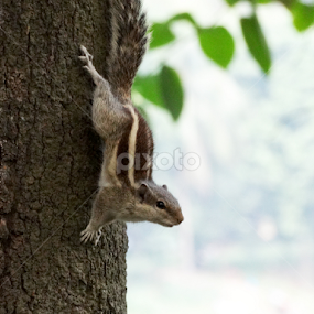 Northern palm squirrel  by Apu Jaman - Animals Other Mammals