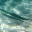 Smooth Cornetfish