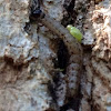 Parasitoid Wasp Larvae on Caterpillar