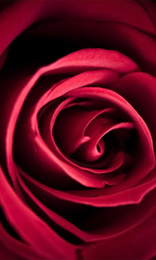 Macro Rose Live Wallpaper